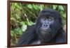 Gorilla in the forest, Parc National des Volcans, Rwanda-Keren Su-Framed Photographic Print