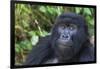 Gorilla in the forest, Parc National des Volcans, Rwanda-Keren Su-Framed Photographic Print