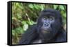 Gorilla in the forest, Parc National des Volcans, Rwanda-Keren Su-Framed Stretched Canvas