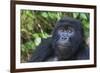 Gorilla in the forest, Parc National des Volcans, Rwanda-Keren Su-Framed Photographic Print