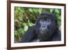 Gorilla in the forest, Parc National des Volcans, Rwanda-Keren Su-Framed Photographic Print