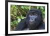 Gorilla in the forest, Parc National des Volcans, Rwanda-Keren Su-Framed Photographic Print