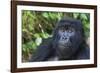 Gorilla in the forest, Parc National des Volcans, Rwanda-Keren Su-Framed Photographic Print