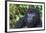 Gorilla in the forest, Parc National des Volcans, Rwanda-Keren Su-Framed Photographic Print