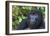 Gorilla in the forest, Parc National des Volcans, Rwanda-Keren Su-Framed Photographic Print