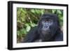 Gorilla in the forest, Parc National des Volcans, Rwanda-Keren Su-Framed Photographic Print