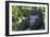 Gorilla in the forest, Parc National des Volcans, Rwanda-Keren Su-Framed Photographic Print