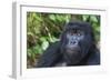 Gorilla in the forest, Parc National des Volcans, Rwanda-Keren Su-Framed Photographic Print