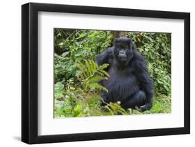 Gorilla in the forest, Parc National des Volcans, Rwanda-Keren Su-Framed Photographic Print