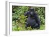 Gorilla in the forest, Parc National des Volcans, Rwanda-Keren Su-Framed Photographic Print