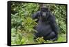 Gorilla in the forest, Parc National des Volcans, Rwanda-Keren Su-Framed Stretched Canvas