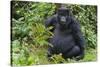 Gorilla in the forest, Parc National des Volcans, Rwanda-Keren Su-Stretched Canvas