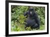 Gorilla in the forest, Parc National des Volcans, Rwanda-Keren Su-Framed Photographic Print