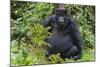 Gorilla in the forest, Parc National des Volcans, Rwanda-Keren Su-Mounted Photographic Print