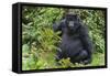 Gorilla in the forest, Parc National des Volcans, Rwanda-Keren Su-Framed Stretched Canvas