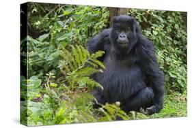 Gorilla in the forest, Parc National des Volcans, Rwanda-Keren Su-Stretched Canvas