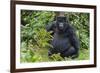 Gorilla in the forest, Parc National des Volcans, Rwanda-Keren Su-Framed Photographic Print