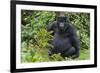 Gorilla in the forest, Parc National des Volcans, Rwanda-Keren Su-Framed Photographic Print