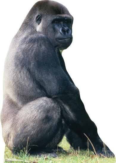 Cardboard Cutouts, , large