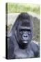 Gorilla Male, Portrait-null-Stretched Canvas