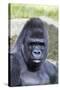 Gorilla Male, Portrait-null-Stretched Canvas