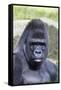 Gorilla Male, Portrait-null-Framed Stretched Canvas