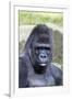 Gorilla Male, Portrait-null-Framed Photographic Print