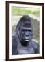 Gorilla Male, Portrait-null-Framed Photographic Print