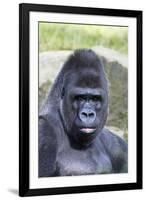 Gorilla Male, Portrait-null-Framed Photographic Print