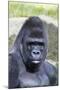 Gorilla Male, Portrait-null-Mounted Photographic Print
