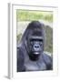 Gorilla Male, Portrait-null-Framed Photographic Print