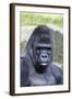 Gorilla Male, Portrait-null-Framed Photographic Print