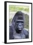 Gorilla Male, Portrait-null-Framed Photographic Print