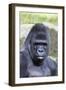 Gorilla Male, Portrait-null-Framed Photographic Print