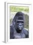 Gorilla Male, Portrait-null-Framed Photographic Print