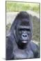 Gorilla Male, Portrait-null-Mounted Photographic Print