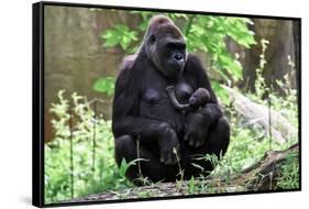 Gorilla Mom and Baby-Gary Carter-Framed Stretched Canvas