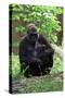 Gorilla Mom and Baby-Gary Carter-Stretched Canvas