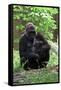 Gorilla Mom and Baby-Gary Carter-Framed Stretched Canvas