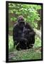 Gorilla Mom and Baby-Gary Carter-Framed Premium Photographic Print