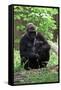 Gorilla Mom and Baby-Gary Carter-Framed Stretched Canvas