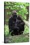 Gorilla Mom and Baby-Gary Carter-Stretched Canvas