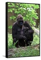 Gorilla Mom and Baby-Gary Carter-Framed Stretched Canvas