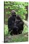 Gorilla Mom and Baby-Gary Carter-Stretched Canvas