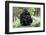 Gorilla Mom and Baby-Gary Carter-Framed Premium Photographic Print