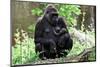 Gorilla Mom and Baby-Gary Carter-Mounted Premium Photographic Print