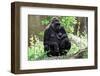 Gorilla Mom and Baby-Gary Carter-Framed Photographic Print