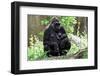 Gorilla Mom and Baby-Gary Carter-Framed Photographic Print