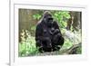 Gorilla Mom and Baby-Gary Carter-Framed Photographic Print