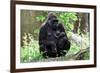 Gorilla Mom and Baby-Gary Carter-Framed Photographic Print